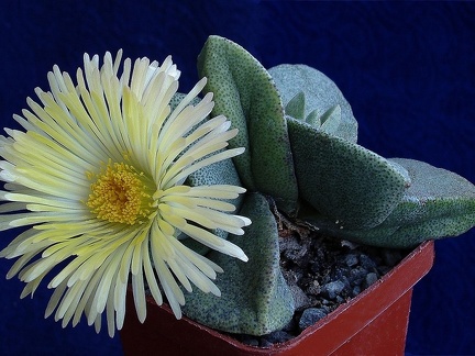 Pleiospilos simulans