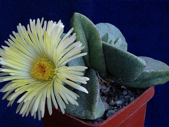 Pleiospilos simulans
