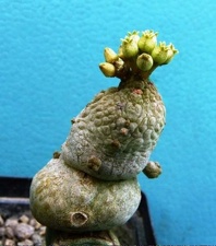 Pseudolithos caput-viperae Navajo FG