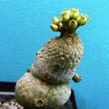Pseudolithos caput-viperae Navajo FG