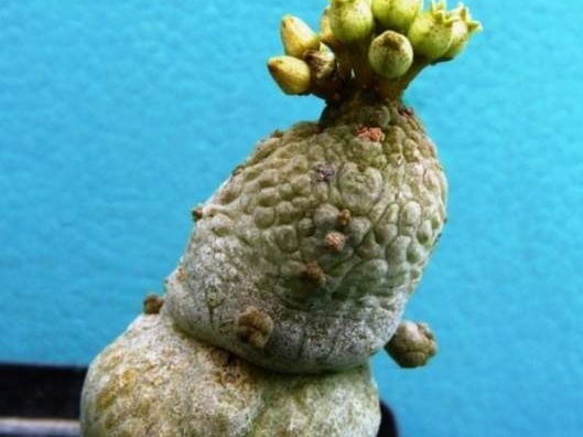 Pseudolithos caput-viperae Navajo FG