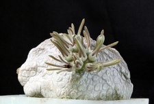 Pseudolithos cubiformis