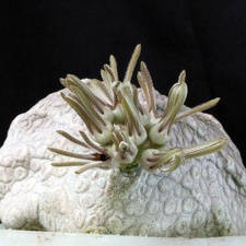 Pseudolithos cubiformis