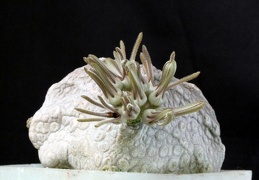 Pseudolithos cubiformis