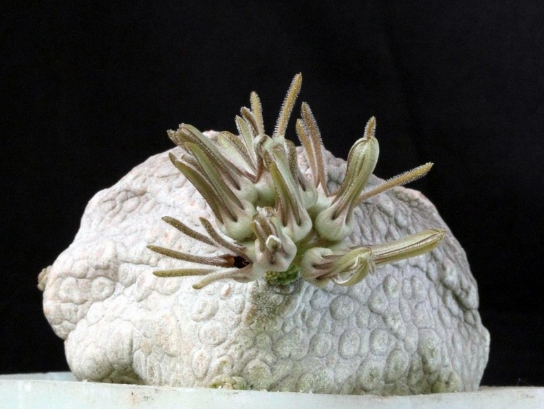 Pseudolithos cubiformis