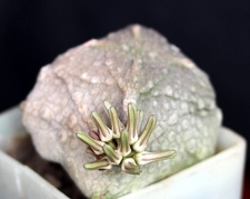Pseudolithos cubiformis1