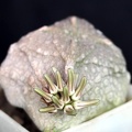 Pseudolithos cubiformis1