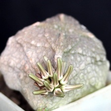 Pseudolithos cubiformis1