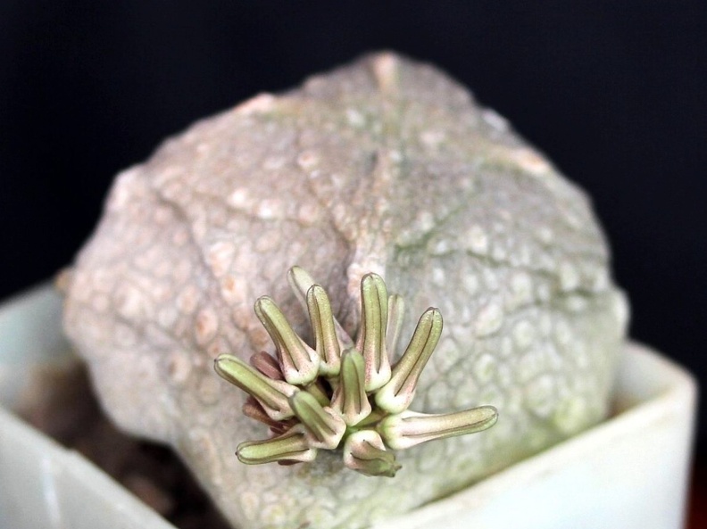 Pseudolithos cubiformis1