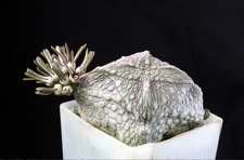 Pseudolithos cubiformis2