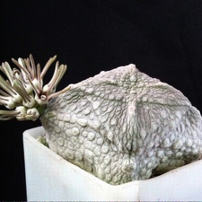 Pseudolithos cubiformis2