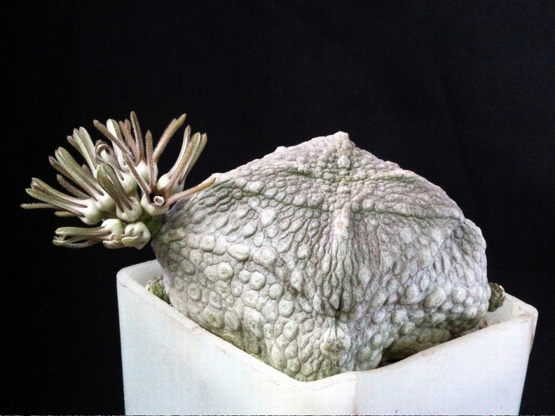 Pseudolithos cubiformis2