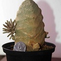 Pseudolithos cubifоrmis