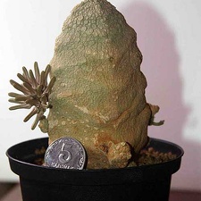 Pseudolithos cubifоrmis