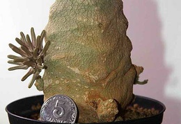 Pseudolithos cubifоrmis