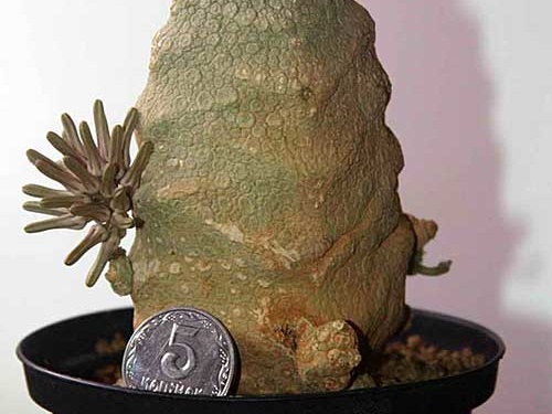 Pseudolithos cubifоrmis