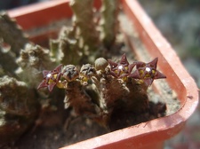 Pseudolithos dodsonianus