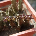 Pseudolithos dodsonianus