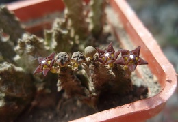 Pseudolithos dodsonianus