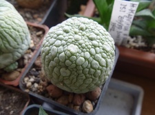 Pseudolithos eylensis Archis FG
