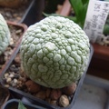 Pseudolithos eylensis Archis FG