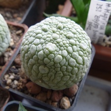 Pseudolithos eylensis Archis FG