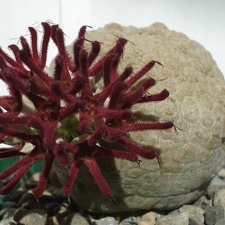 Pseudolithos eylensis Smeyko FG