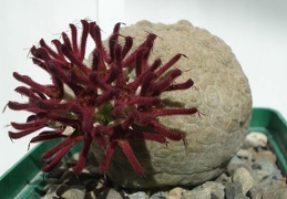 Pseudolithos eylensis Smeyko FG