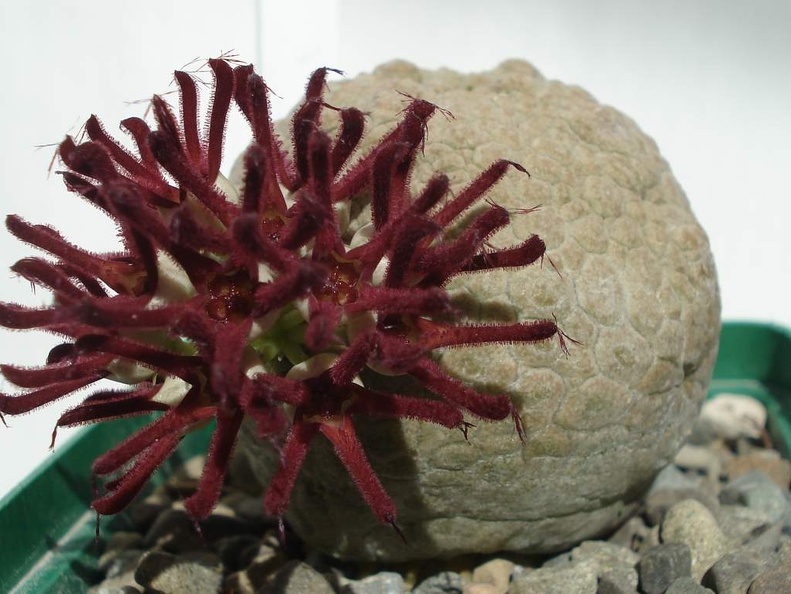 Pseudolithos eylensis Smeyko FG