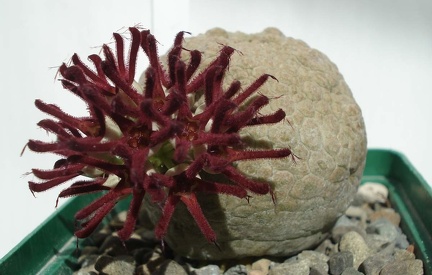 Pseudolithos eylensis Smeyko FG