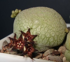 Pseudolithos migiurtinus  Smeyko FG