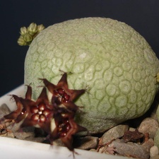 Pseudolithos migiurtinus  Smeyko FG