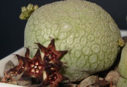 Pseudolithos migiurtinus  Smeyko FG