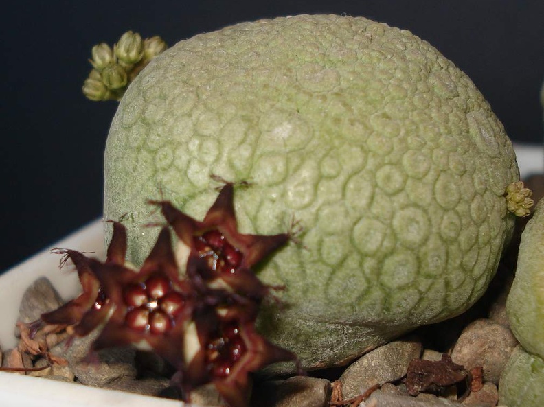 Pseudolithos migiurtinus  Smeyko FG