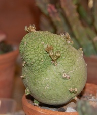 Pseudolithos miguirtinus 001