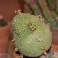 Pseudolithos miguirtinus 001