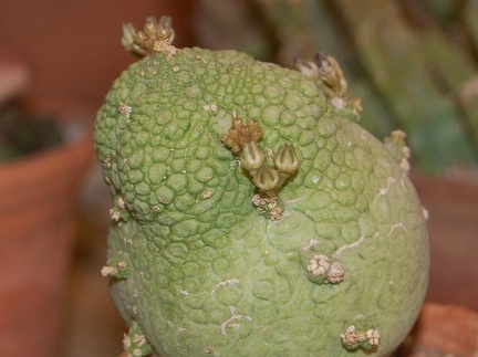 Pseudolithos miguirtinus 001