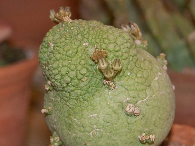 Pseudolithos miguirtinus 001