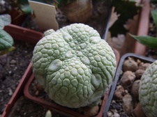 Pseudolithos miguirtinus Archis FG