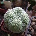 Pseudolithos miguirtinus Archis FG