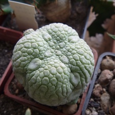 Pseudolithos miguirtinus Archis FG
