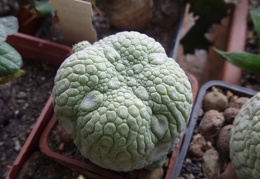 Pseudolithos miguirtinus Archis FG