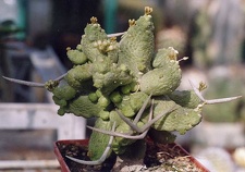 Pseudolithos caput-viperae