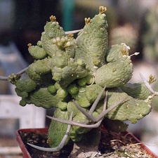 Pseudolithos caput-viperae