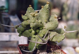 Pseudolithos caput-viperae