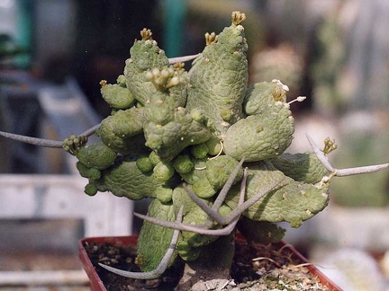 Pseudolithos caput-viperae