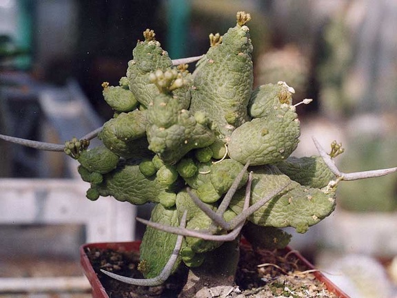 Pseudolithos caput-viperae