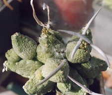 Pseudolitos-caput-viperae-