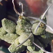 Pseudolitos-caput-viperae-