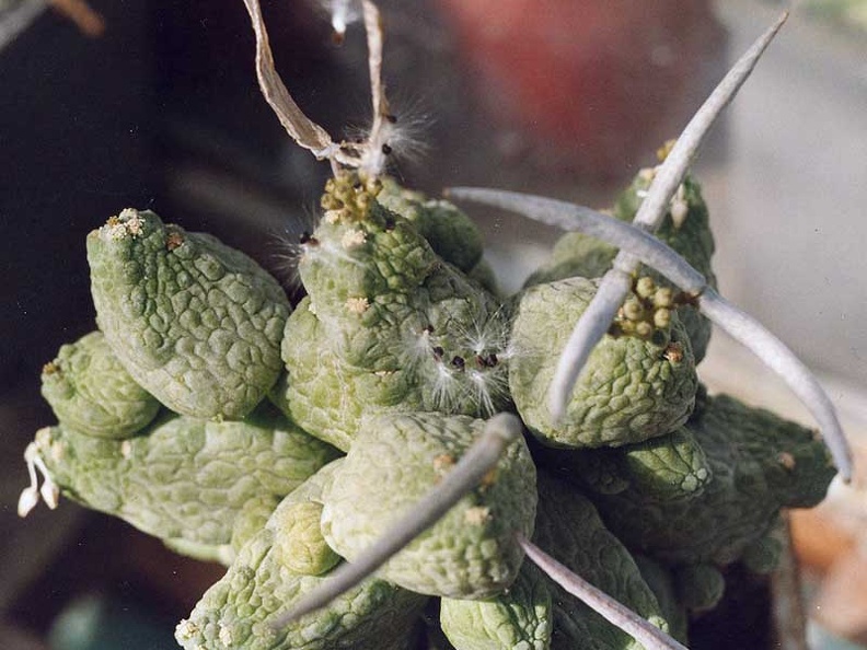 Pseudolitos-caput-viperae-